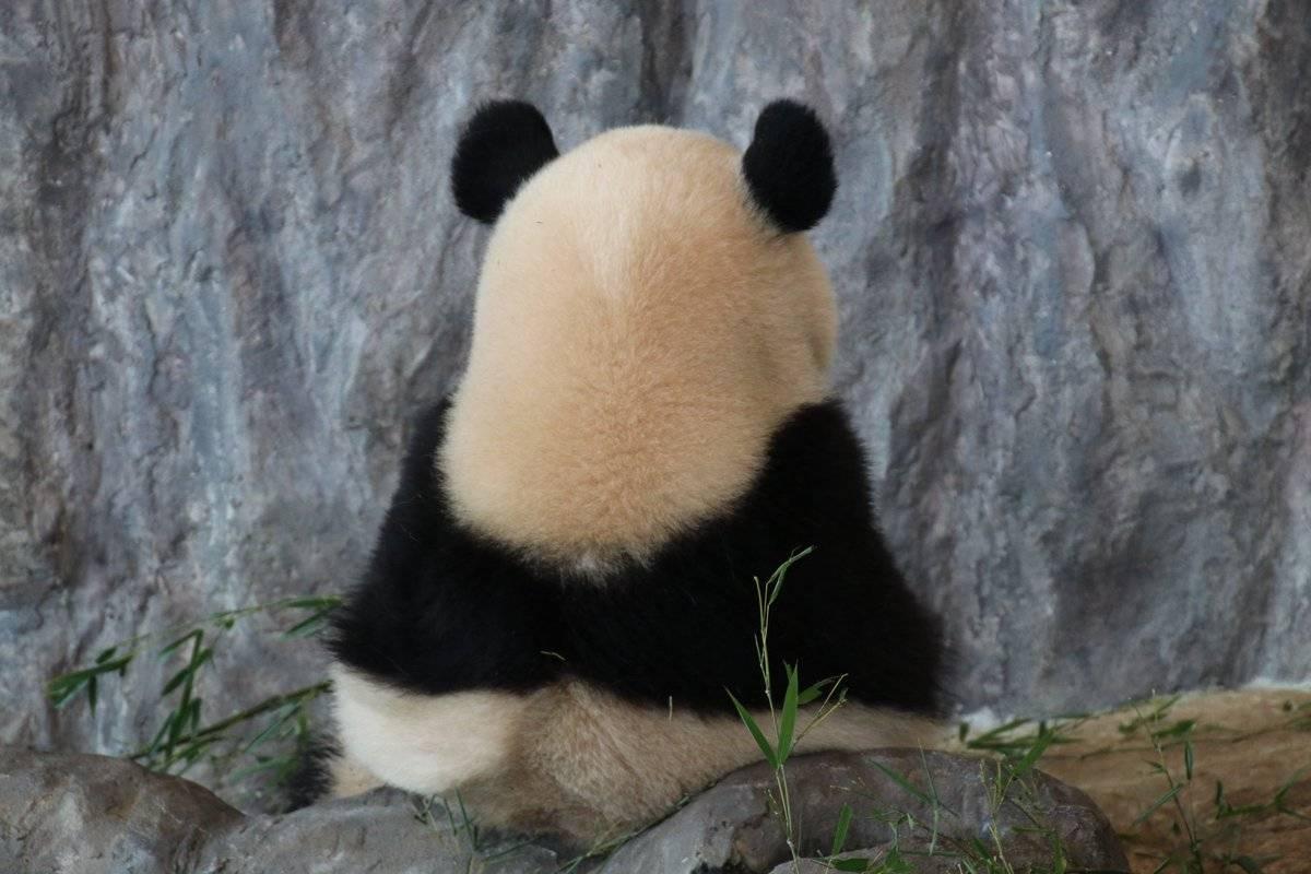 你有哪些熊猫 背影的萌图? - 知乎