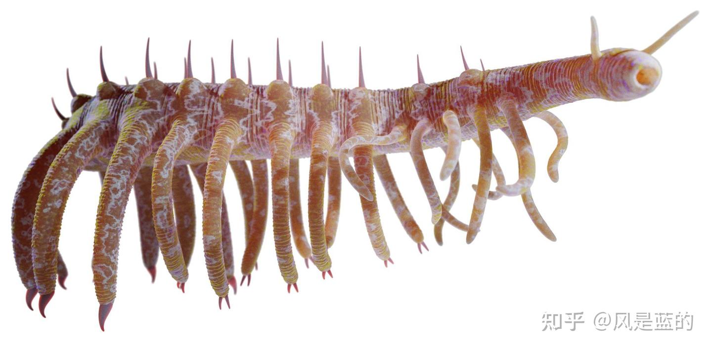 叶足动物门 Lobopodia的梳理 - 知乎