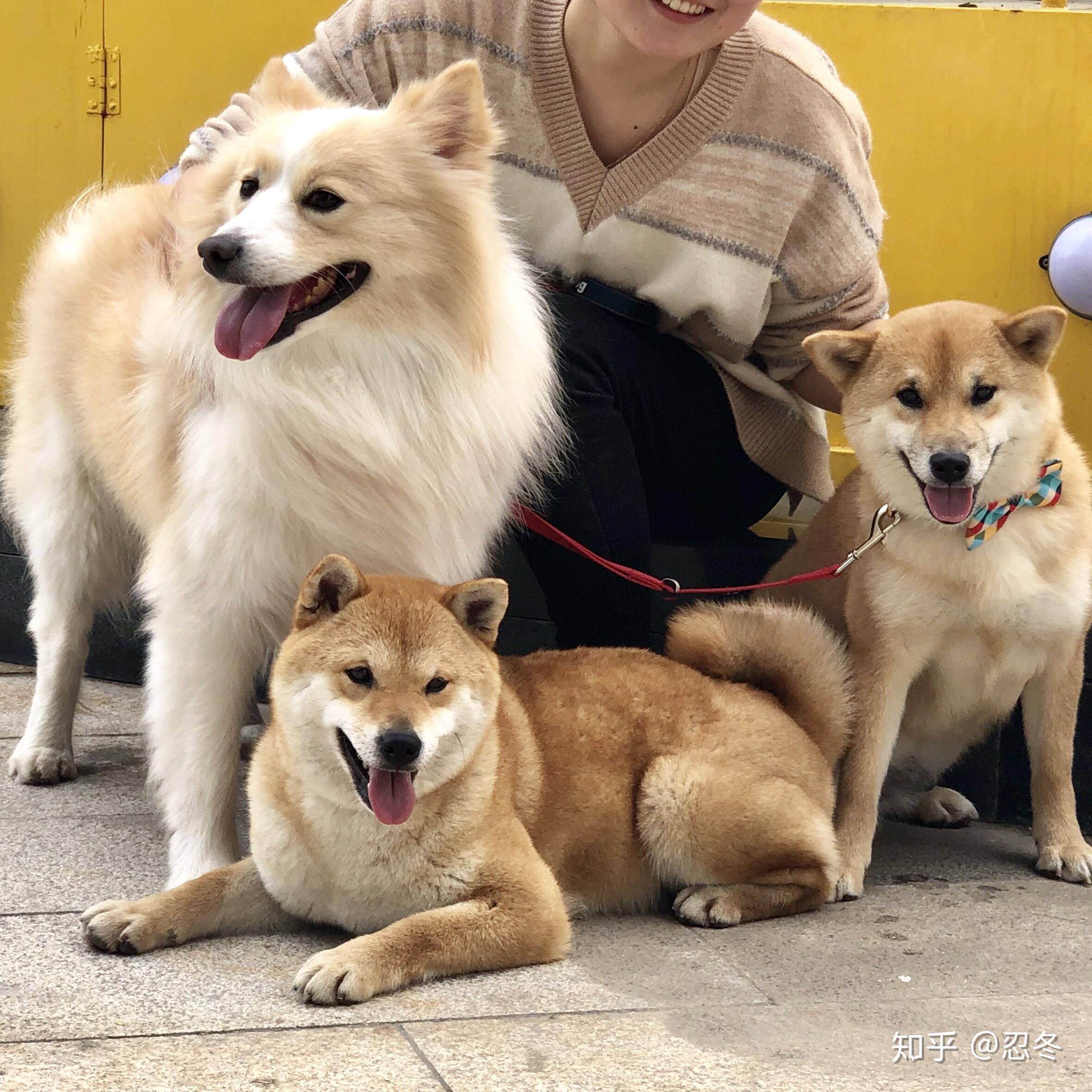 養邊境牧羊犬和柴犬哪個好