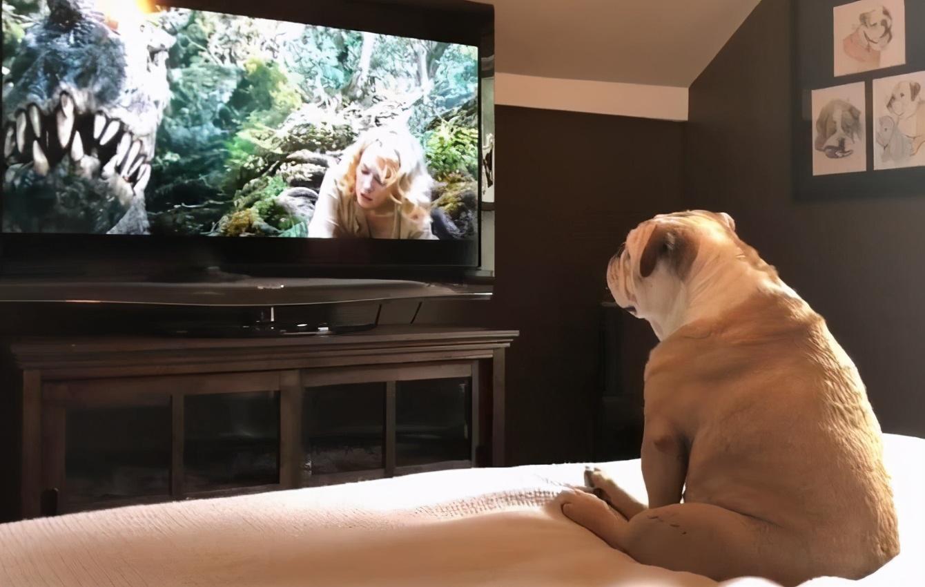 看电视是现代人消遣娱乐的方式之一,一般的狗狗对于看电视都没有什么