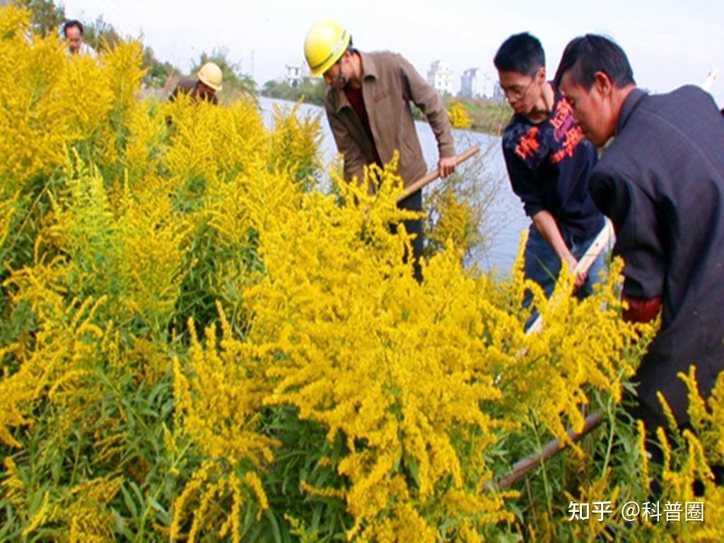 加拿大一枝黄花究竟是什么花?有哪些危害? - 知乎