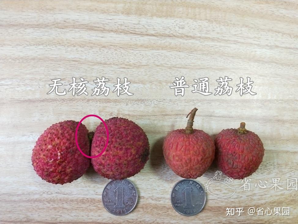 无核的荔枝是怎么培育出来的啊? - 知乎