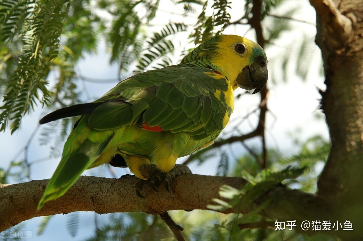 鸚鵡幼鳥能吃生玉米嗎