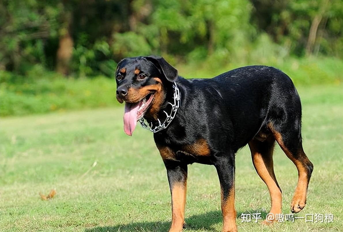 首先,讓我們來看看羅威納犬的優點