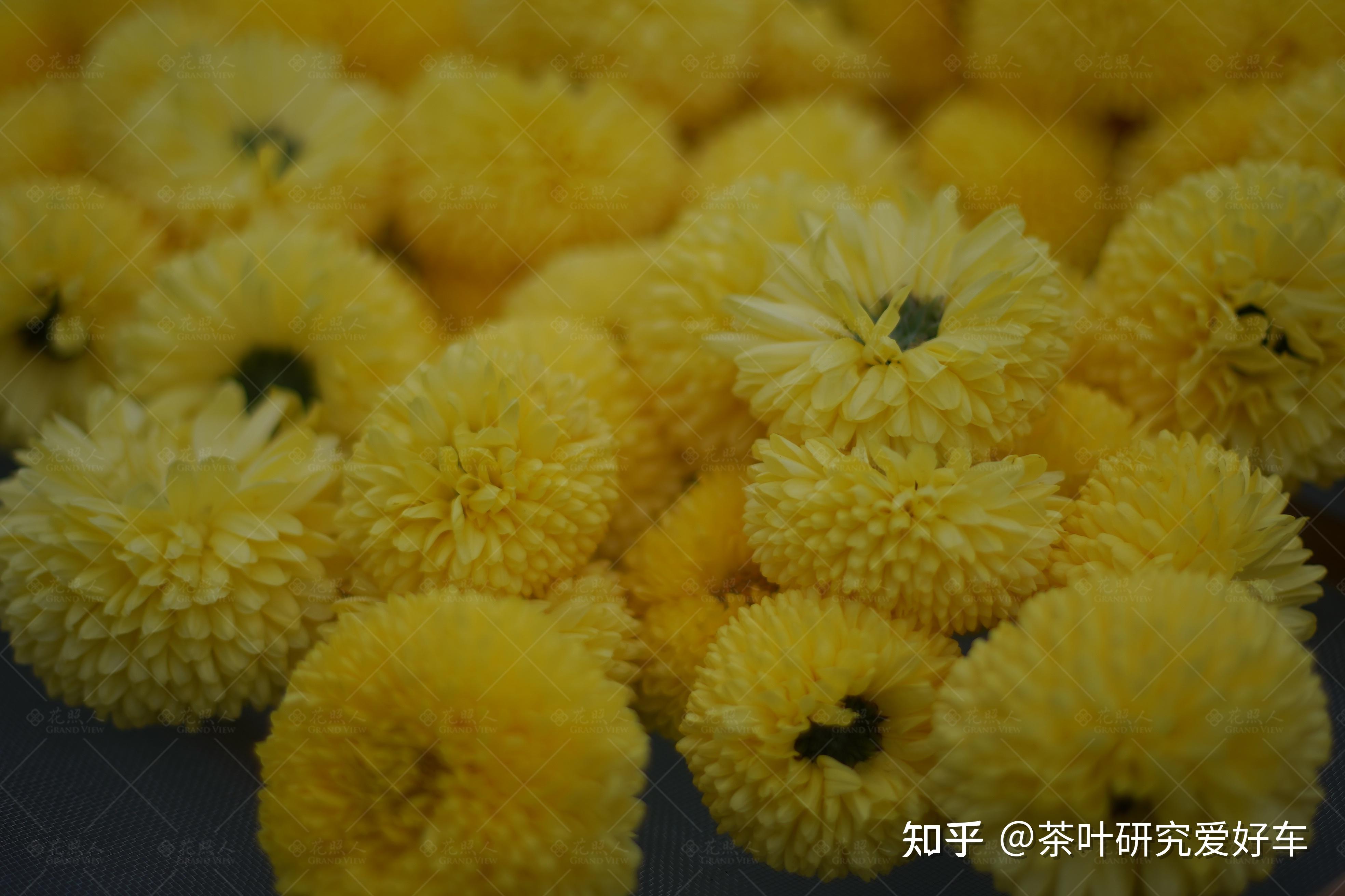 wangshufa摄影作品 菊花