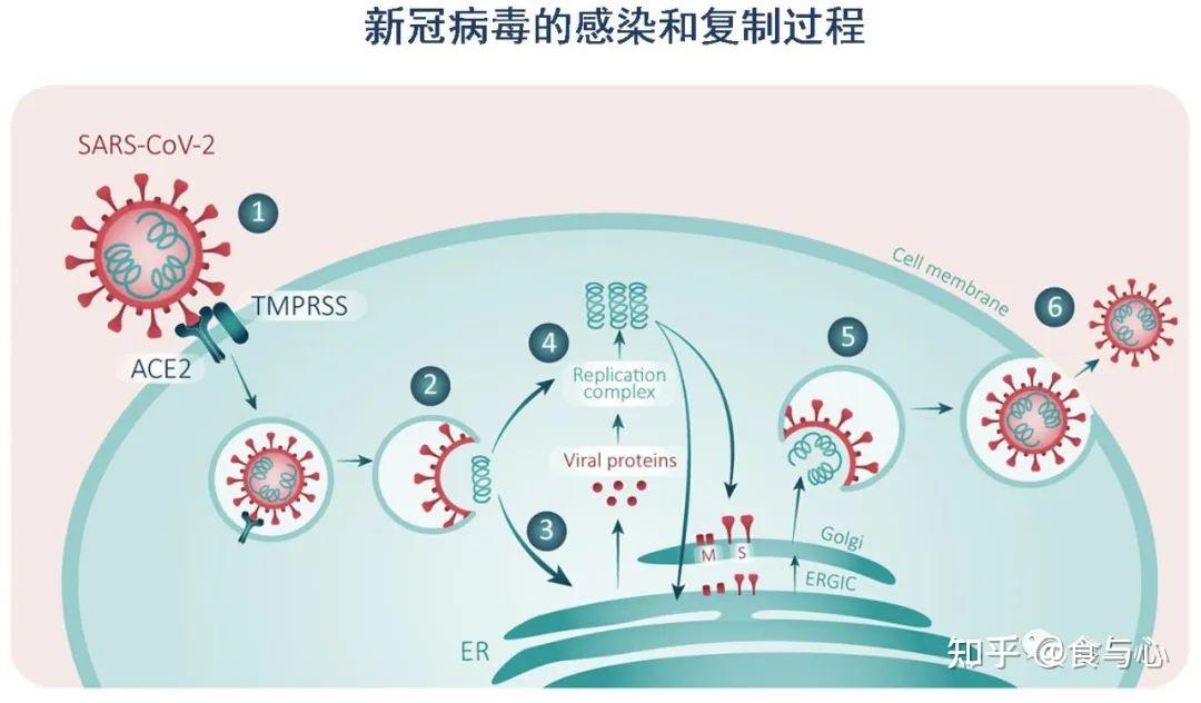 干扰素 新冠图片