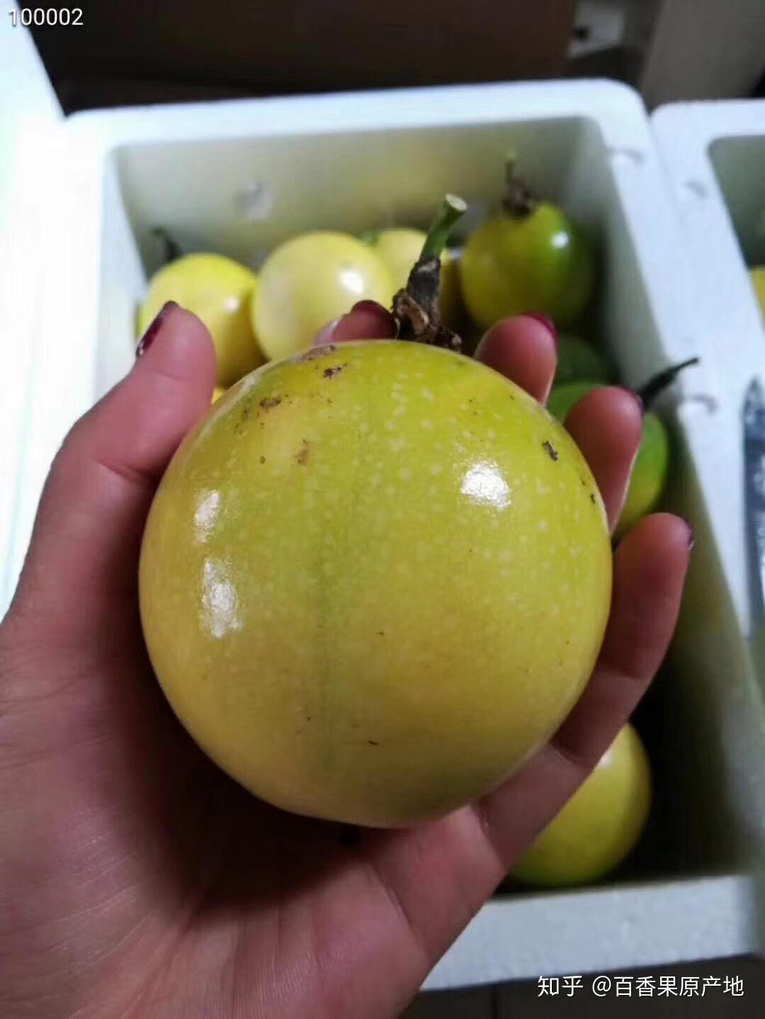 百香果是一年四季都有吗?