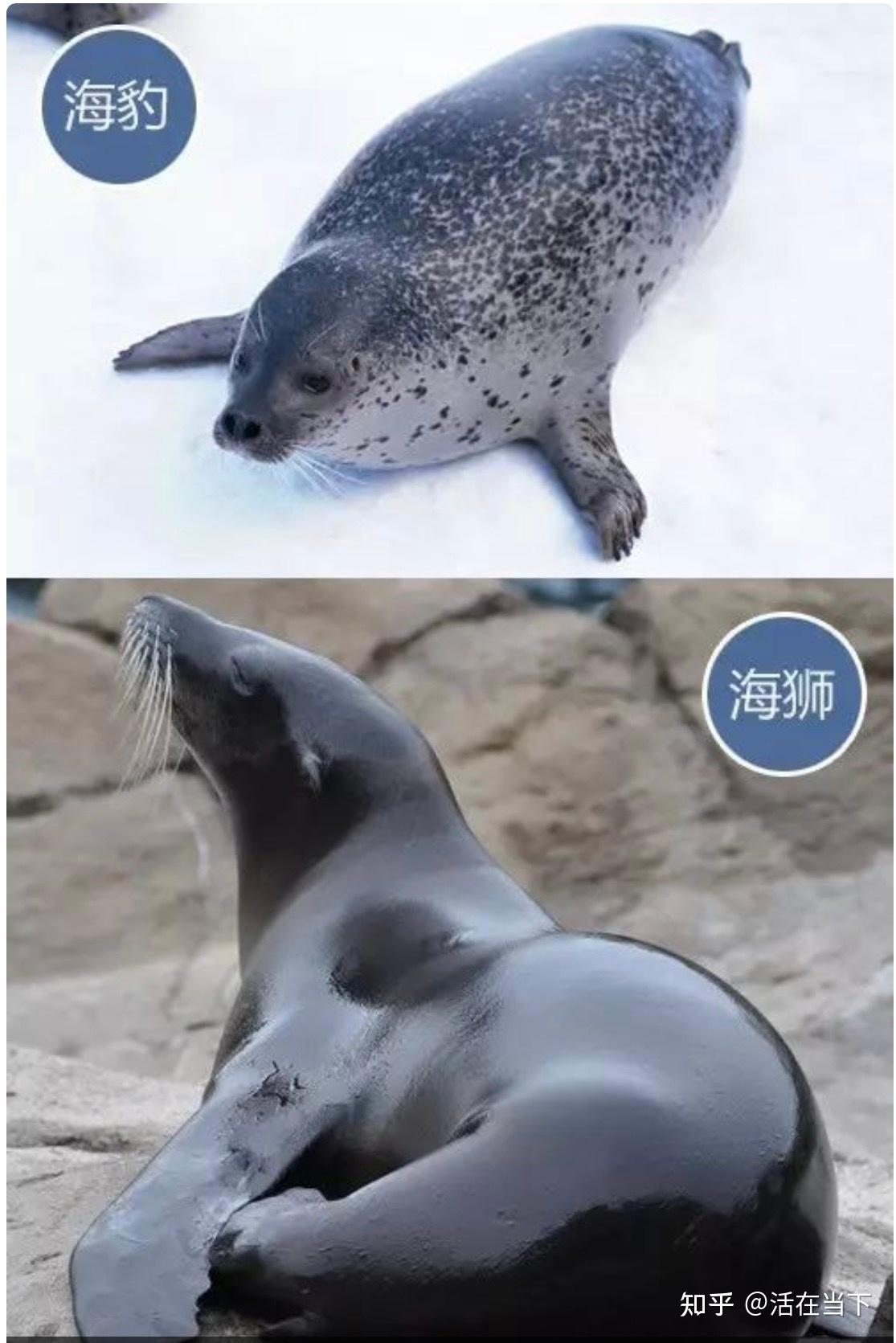 怎么区分海狮、海狗、海豹? - 知乎
