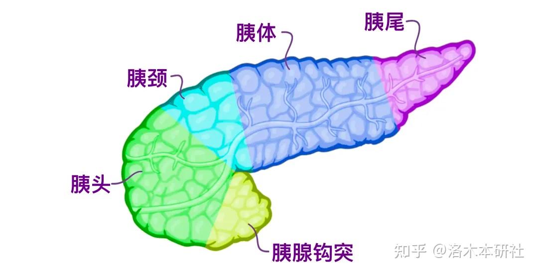 小孩被解剖肚子图片