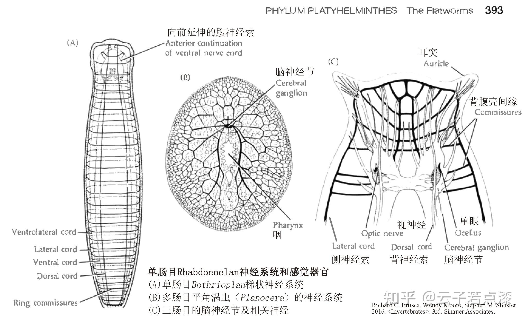 涡虫结构图手绘图片
