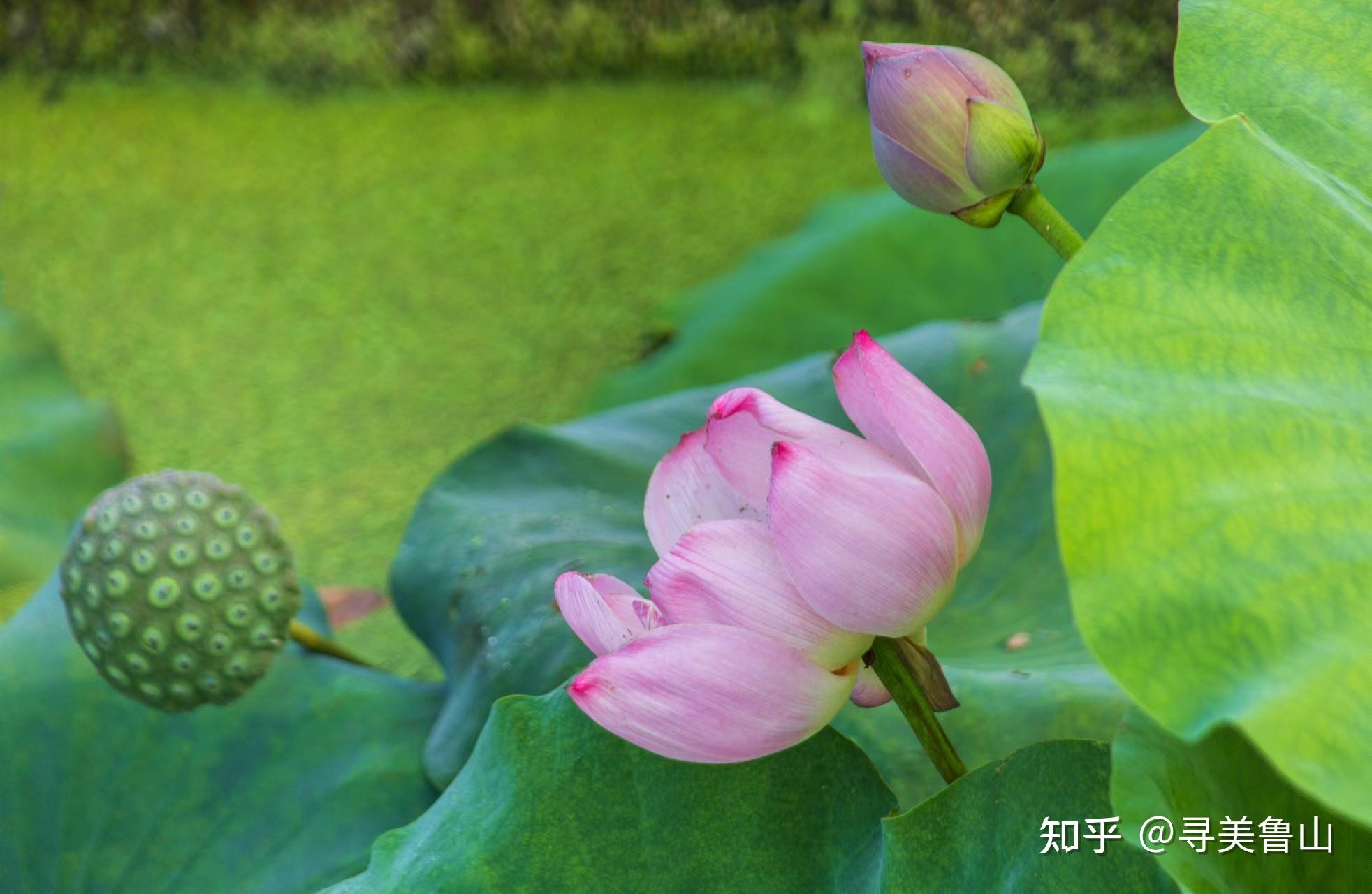 河南鲁山:荷花盛开正当时 - 知乎