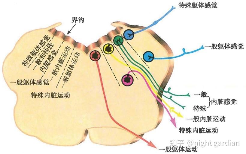 中枢神经系统 - 知乎