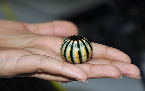 《通天帝国》里面的赤焰金龟,原型就是球马陆,不过它可没有让人自燃的