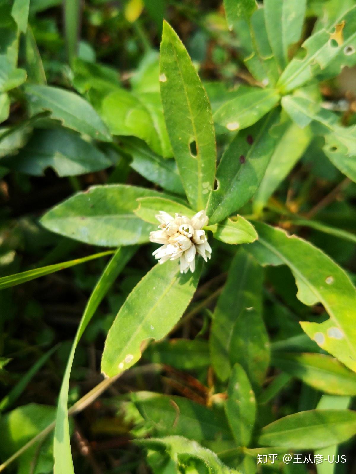 入侵植物空心莲子草/喜旱莲子草/水花生