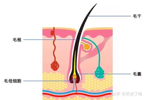 脱毛仪脱毛原理