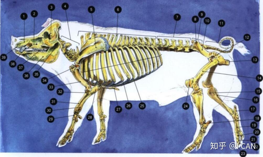 猪腿骨头结构图图片