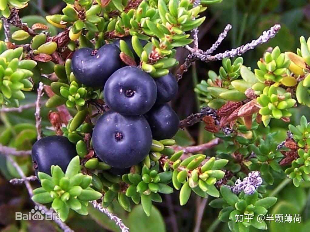 岩高兰对肝有好处吗? - 知乎