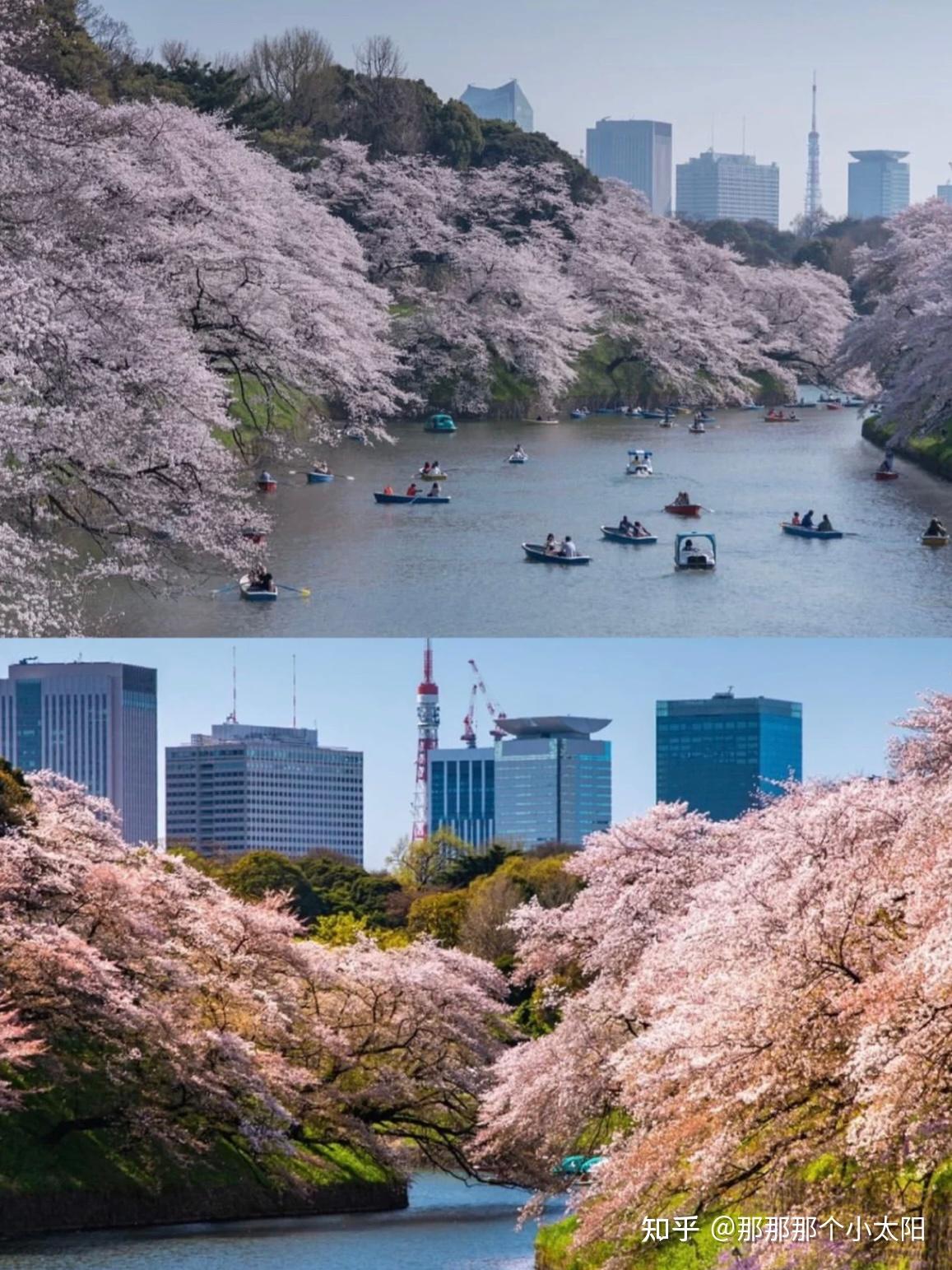 日本樱花季|东京5处赏樱圣地大推荐 - 知乎