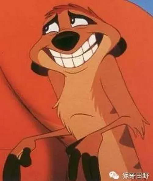 电影少年派里的狐獴meerkat又叫海猫这种动物跟海有什么关系