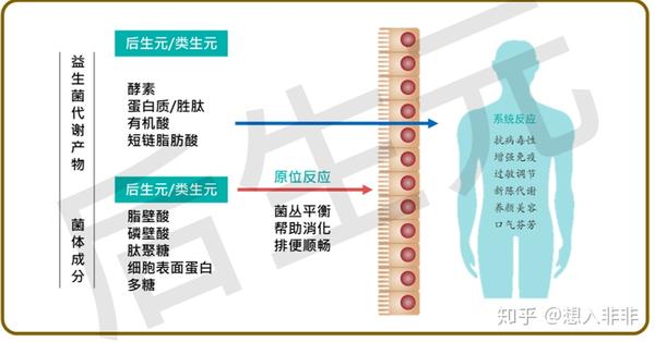干货 灭活型益生菌后生元全知道 灭活因子 双偶网