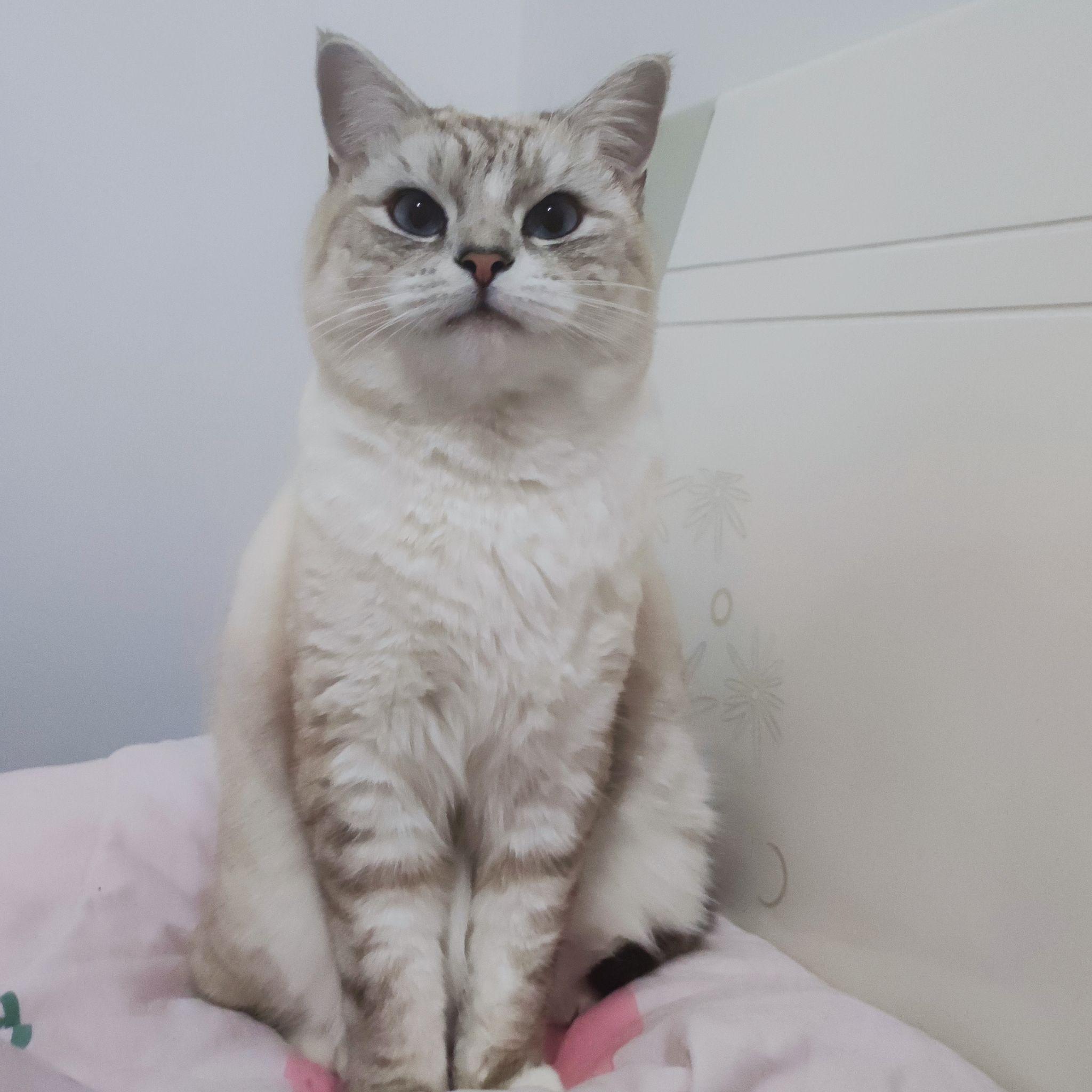 有木有布偶串银渐层的宝宝啊 想康康长什么样! - 知乎