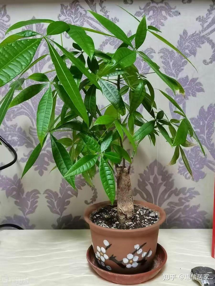 带来财富的植物(什么植物带来财富)