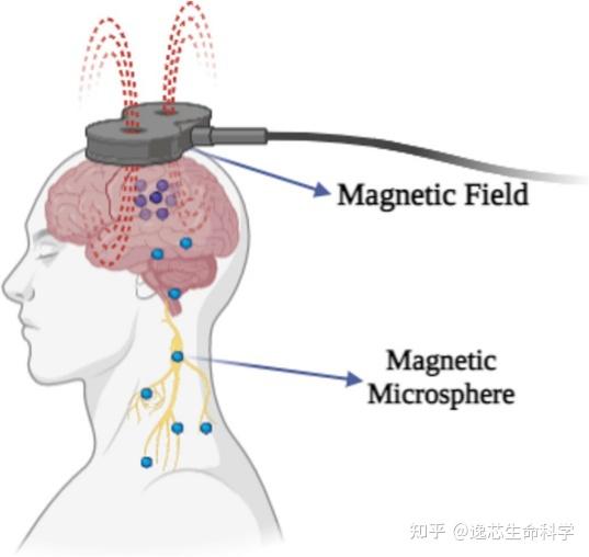 【微球】不同尺寸微球的多领域应用 - 知乎