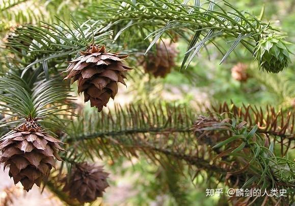 地球生物全系列植物篇松柏门松柏纲下