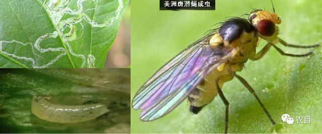 西红柿绿色防治开花坐果期美洲斑潜蝇