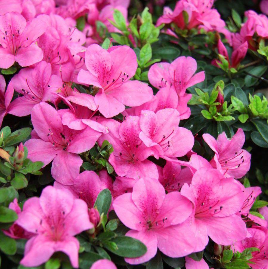 记录一下春天的花 - 知乎