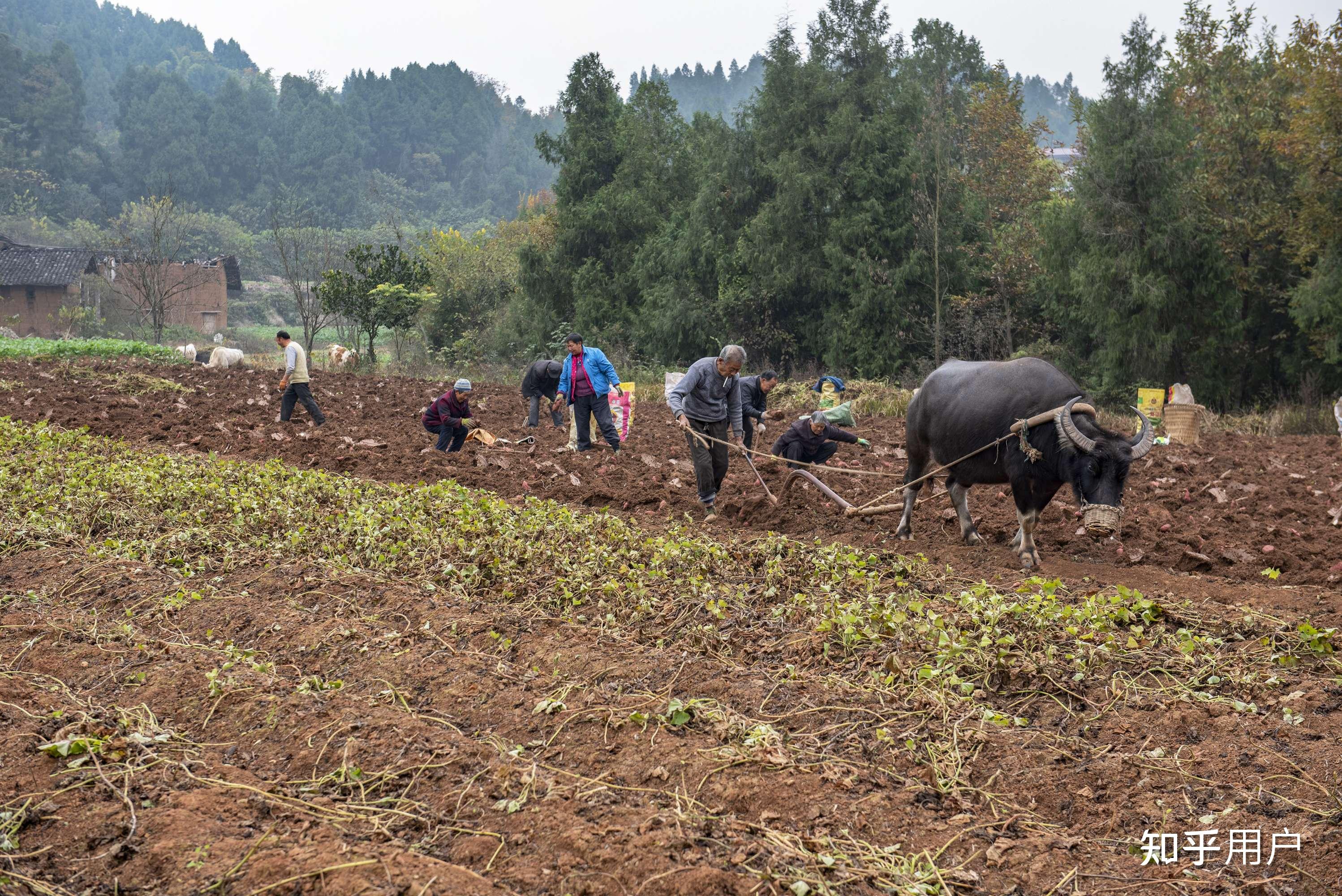 而现在农村农田有近一半荒了,农民反有吃了? - 知乎