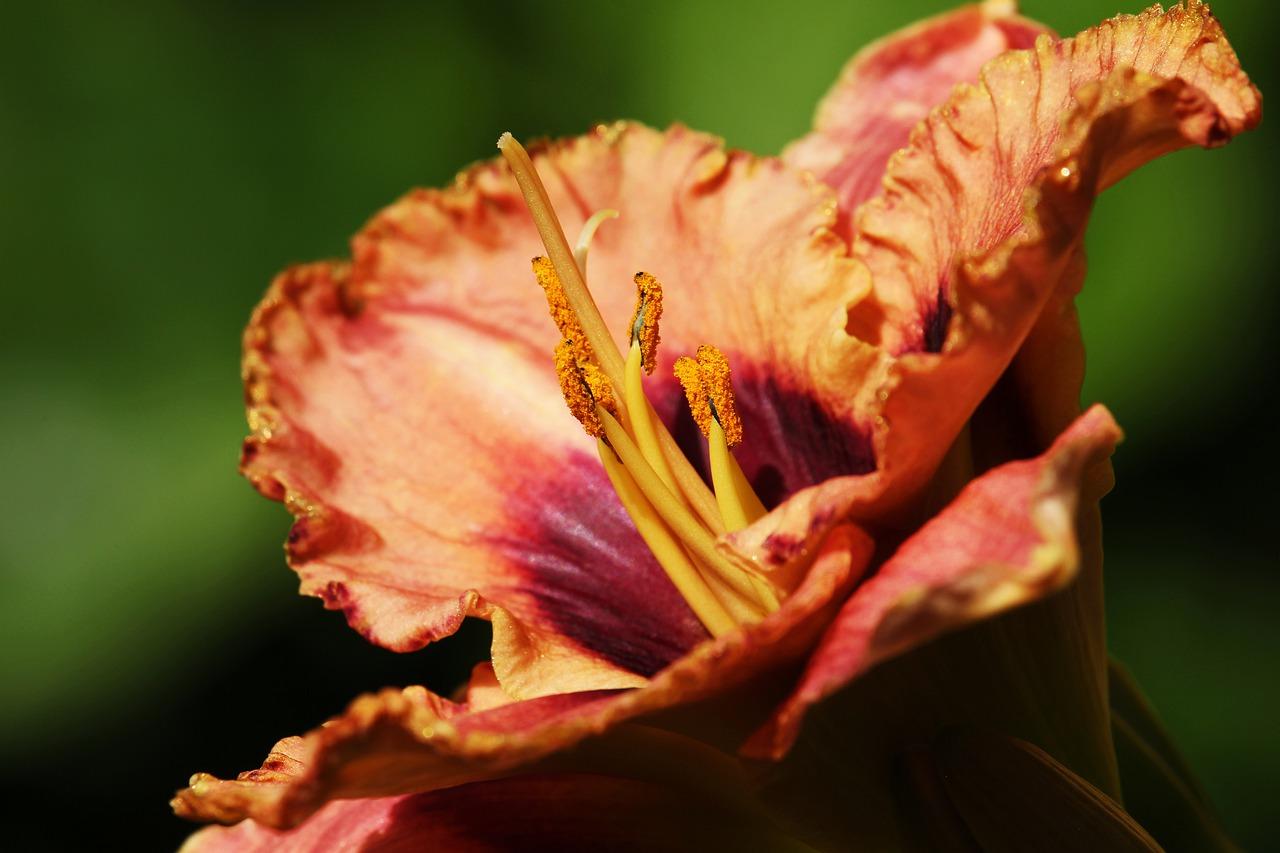 百合花怎么留种