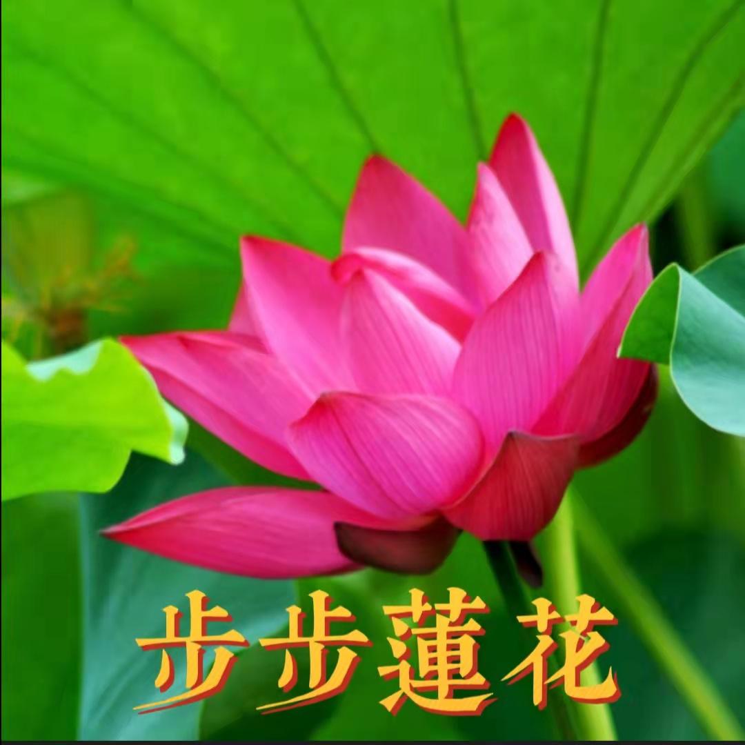 为什么很多中年妇女喜欢用荷花/莲花/荷塘图片做头像?