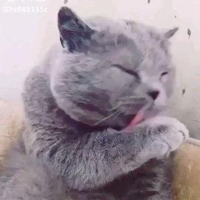 哥本哈