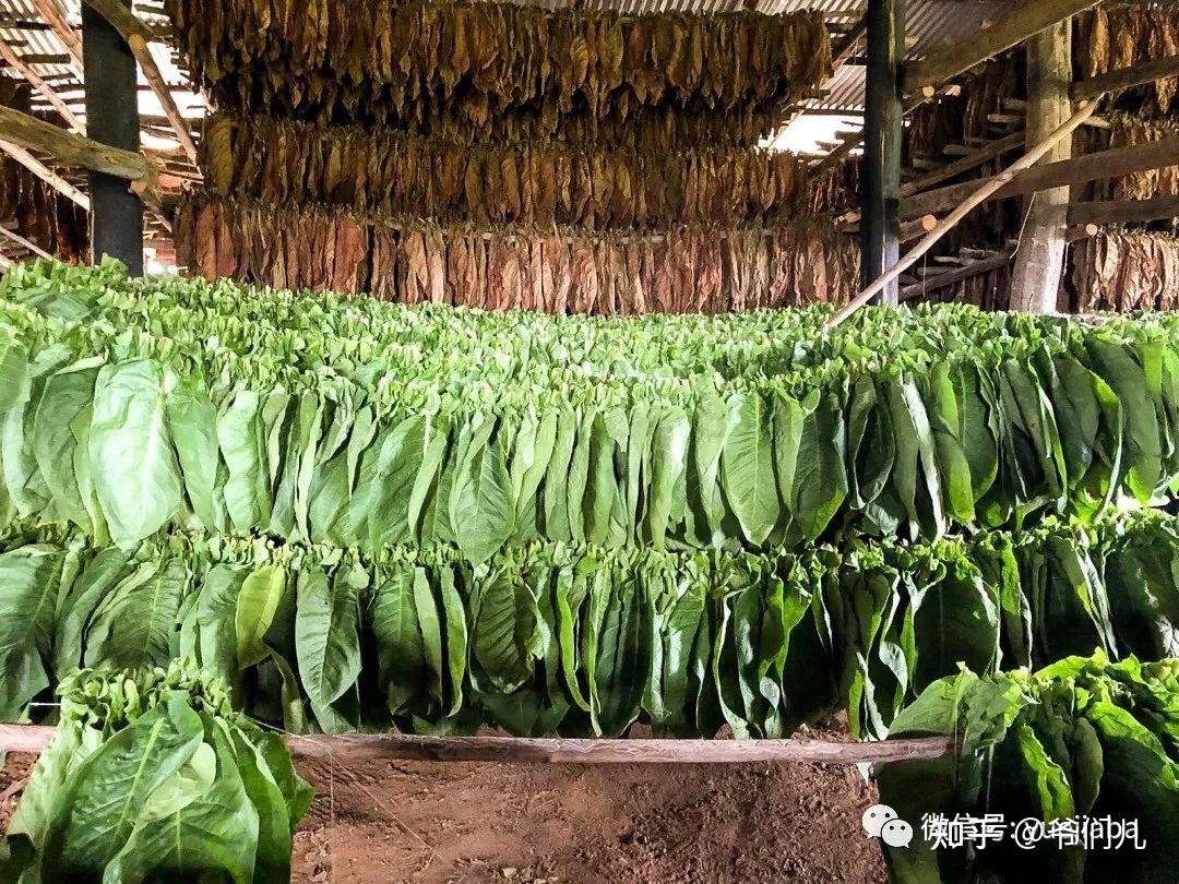 雪茄知识点之你知道烟叶是怎样调制与发酵的吗? - 知乎