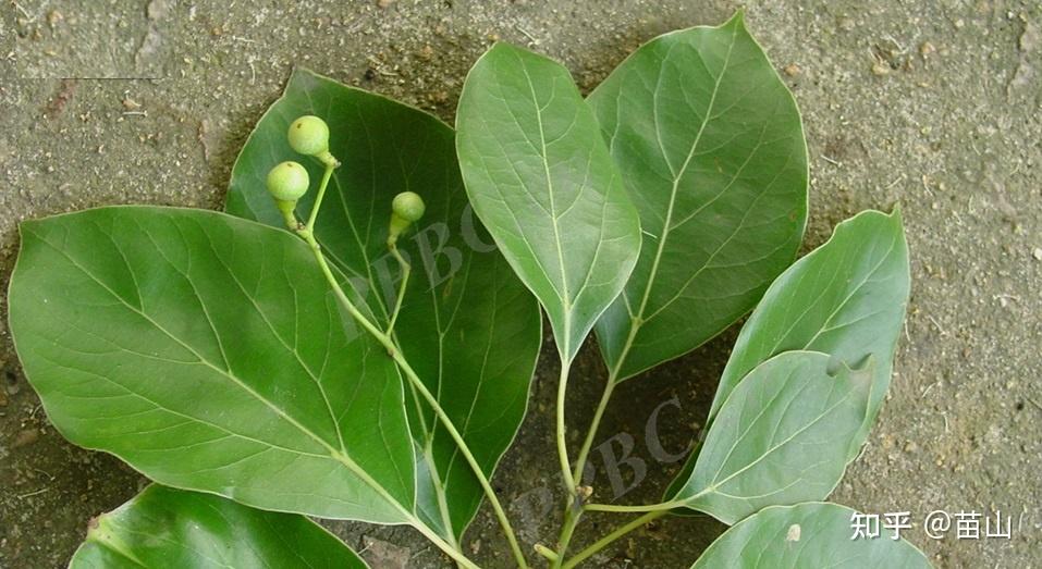 植物大佬们,我突然发现樟(香樟)和油樟好难区分,有谁可以告诉我?