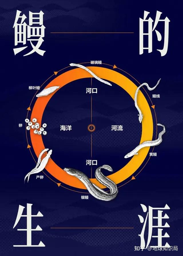 中国的鳗,快被日本吃光了?|地球知识局 - 知乎