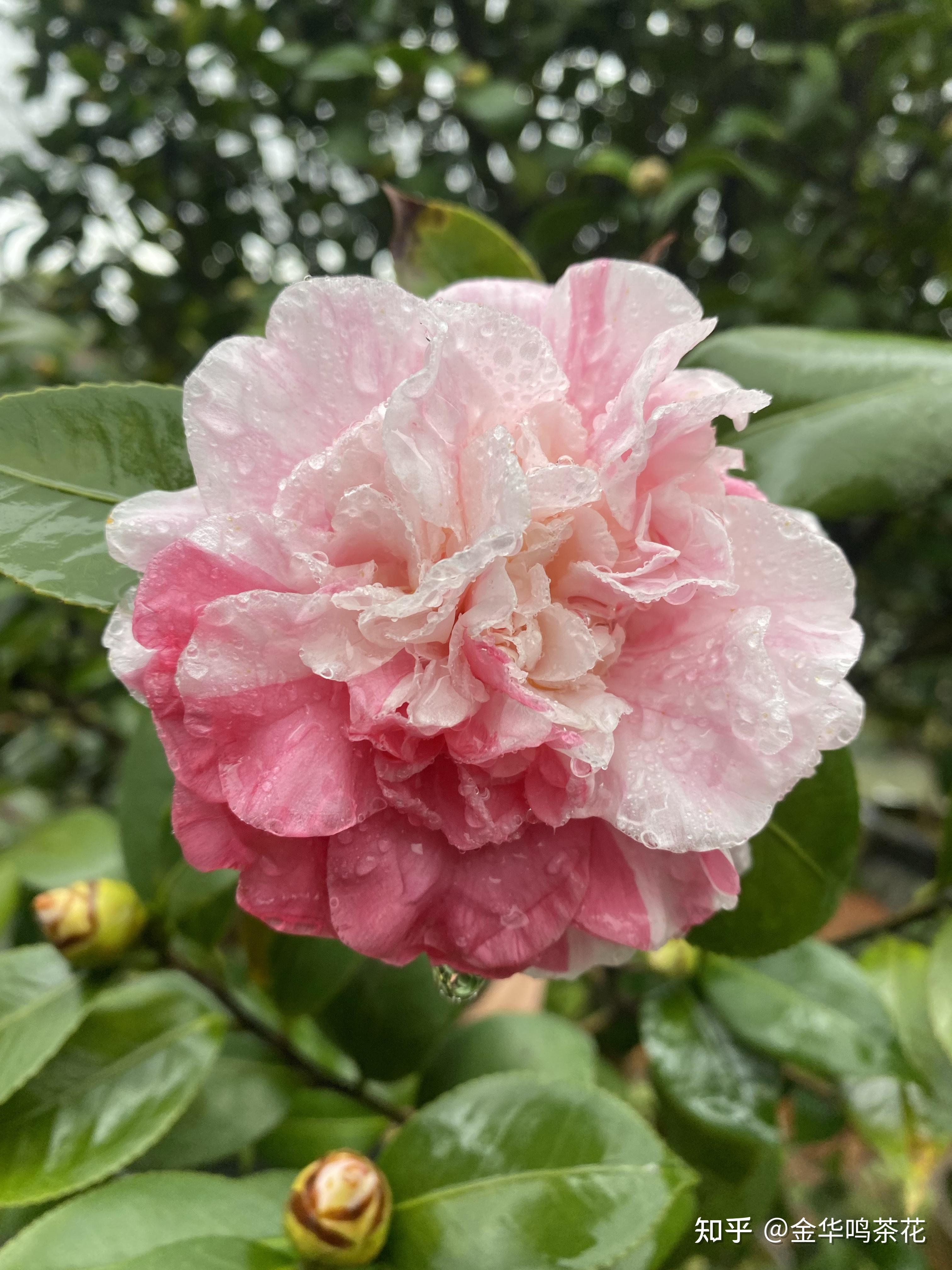 花宝珠茶花开了