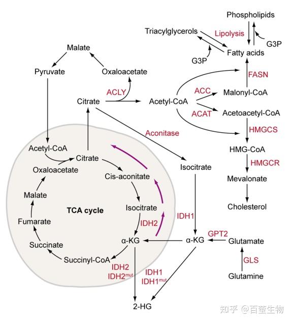 百萤课堂之细胞代谢