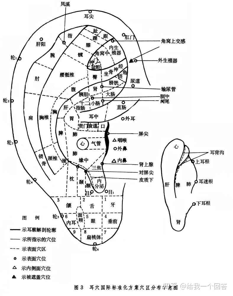 耳朵内长痣的位置图解图片