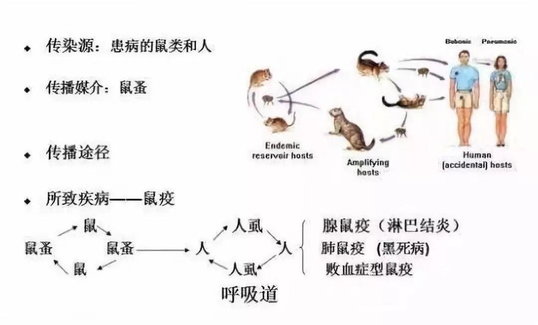 鼠疫的症状 zhuanlan.zhihu.com