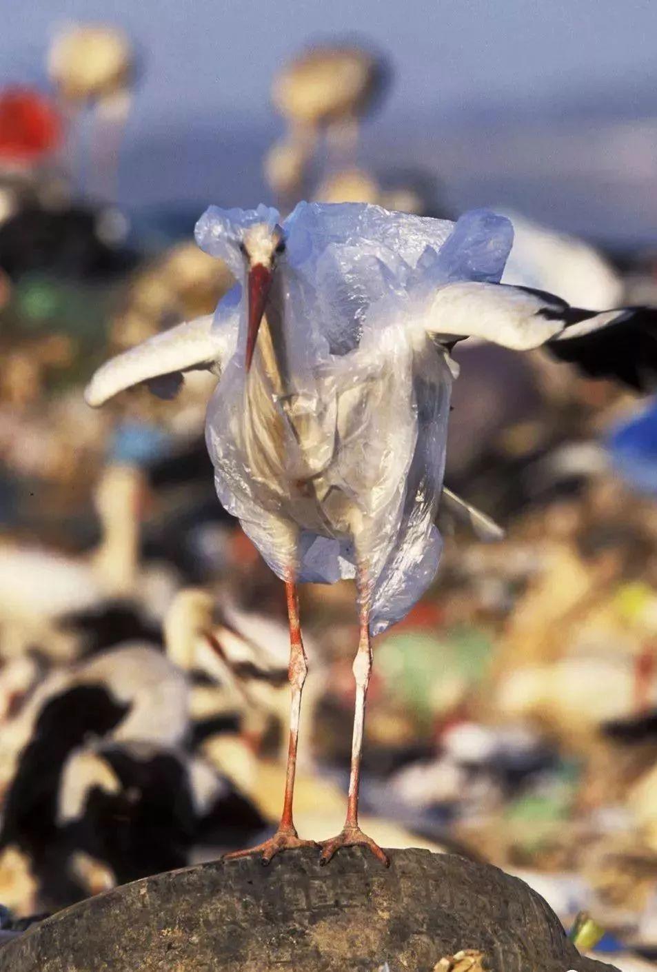 打击海洋垃圾活动圆满结束