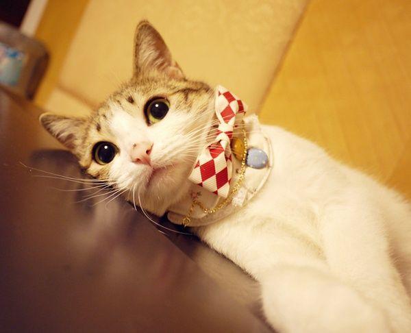 换季拉肚猫咪专用mag布拉迪酵母益生菌帮助爱宠轻松度过换季期