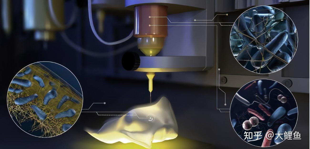 生物3d打印血管化異質性的載細胞組織結構