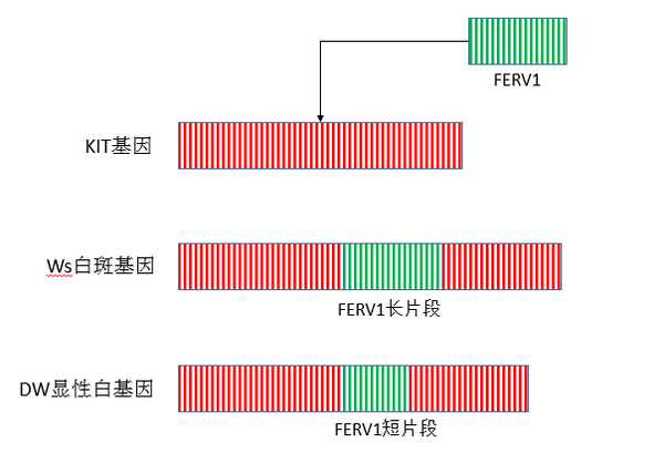 白斑加白和显性白遗传规律 知乎