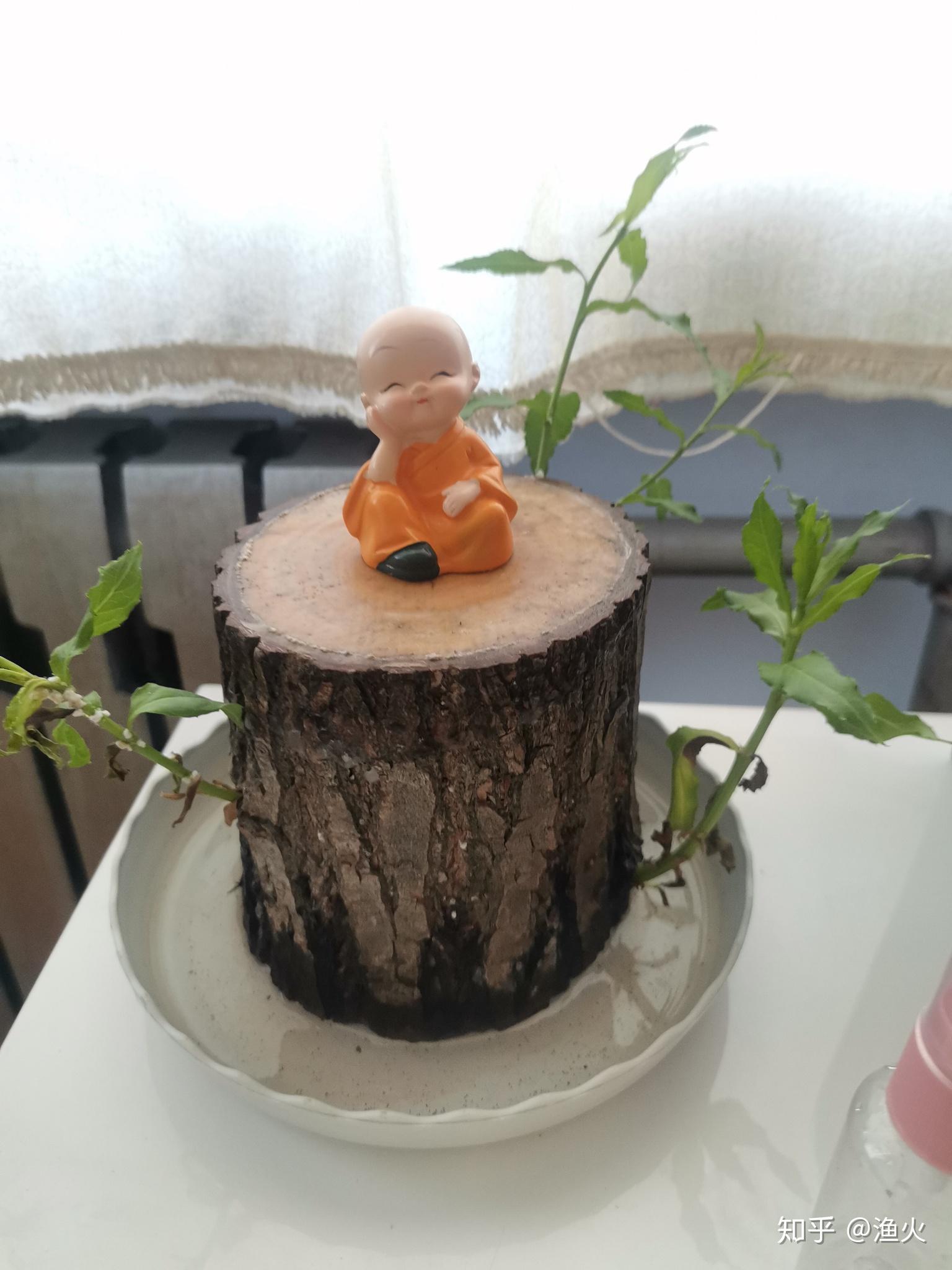 2021考研党蹲一个幸运木伪巴西木实为小柳树墩子