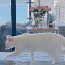 基于AutoDL+Ollama的大模型在线部署 - 知乎