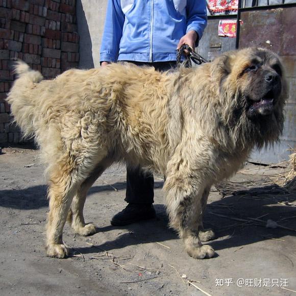 高加索牧羊犬是一種強有力的運動型犬 也是現存體型最大的犬種 有