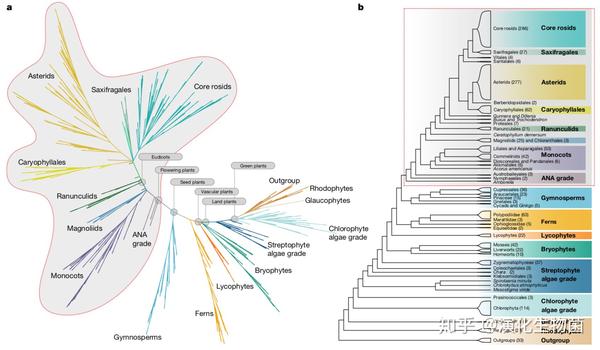面对复杂的演化背景 科学家如何构建系统树 知乎