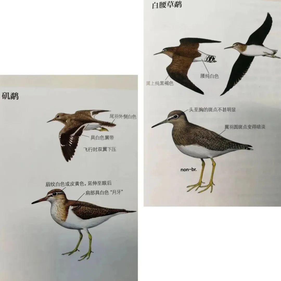 观鸟笔记|终于和观鸟组织、爱好者接上头了! - 知乎